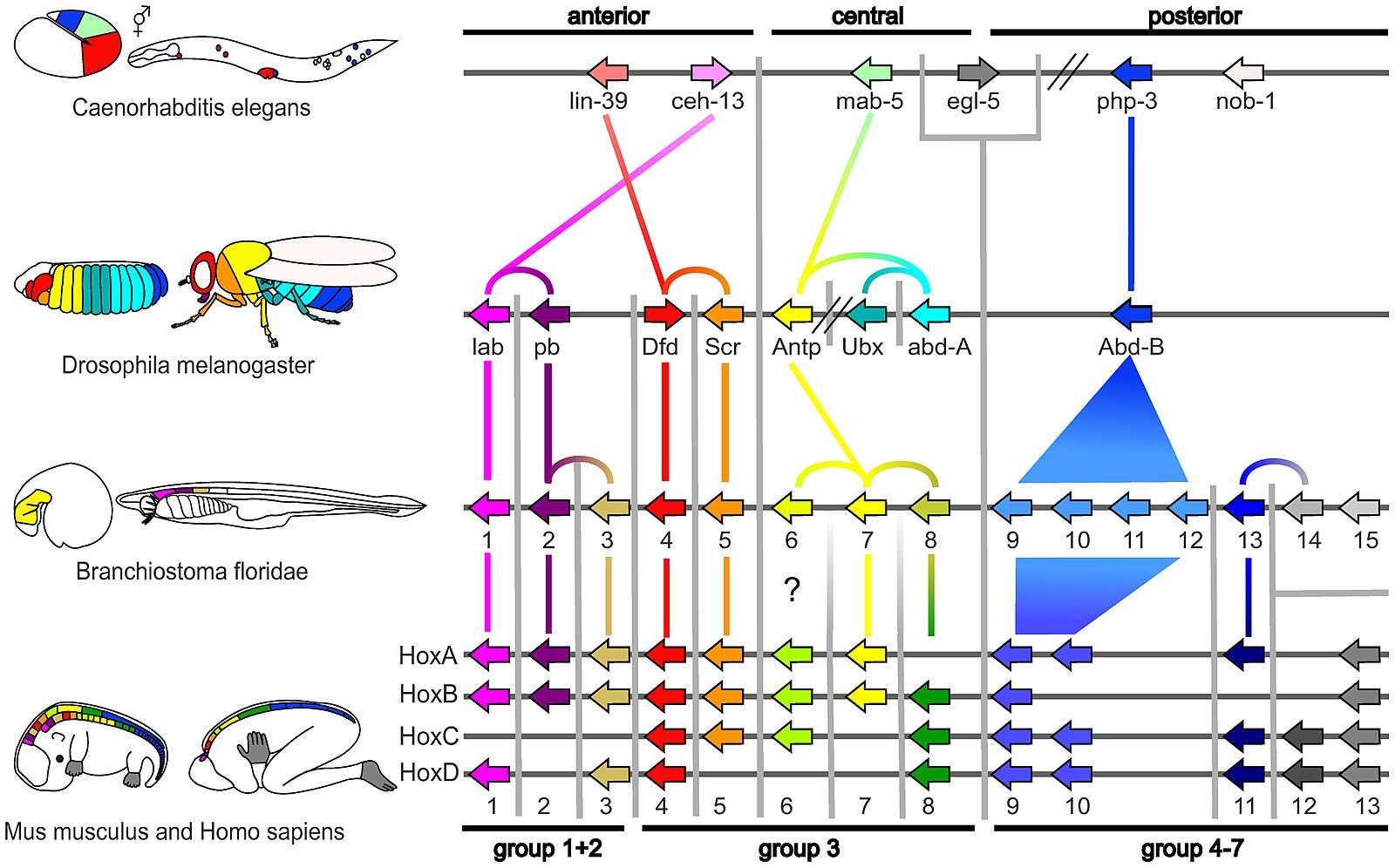The image shows the similarities in the HOX developmental genes and their expression in C. elegans worms, D. melanogaster fruit flies, B. floridae, M. musculus mice, and humans.
