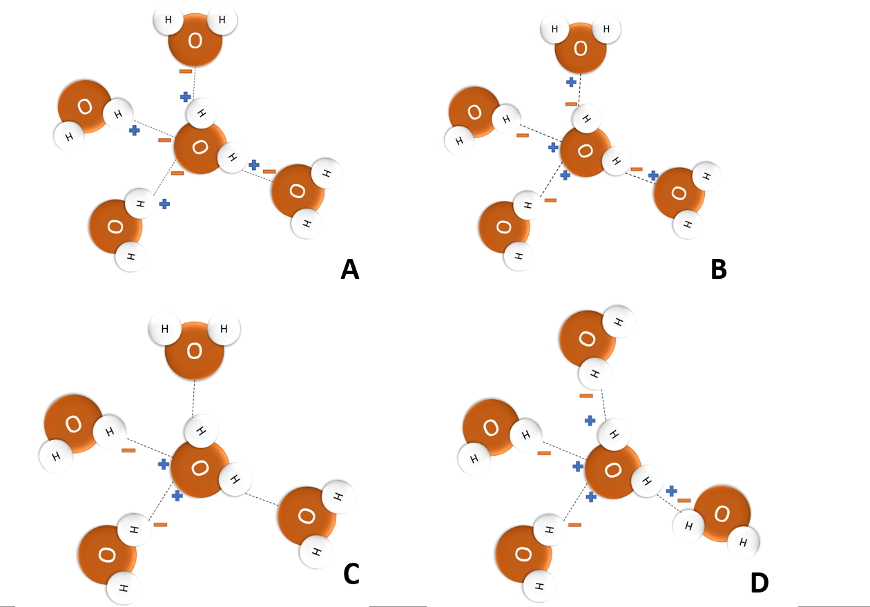 In A, all of the oxygen atoms have a partial negative charge. The hydrogen atoms all have partial positive charges. In B, all of the oxygen atoms have a partial positive charges. The hydrogen atoms all have partial negative charges. In C, half of the oxygen atoms have a partial negative charge. Half of the hydrogen atoms all have partial negative charges. In D, some water molecules are positively charged while others are negatively charged.  