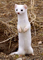 A white stoat standing on its back legs.