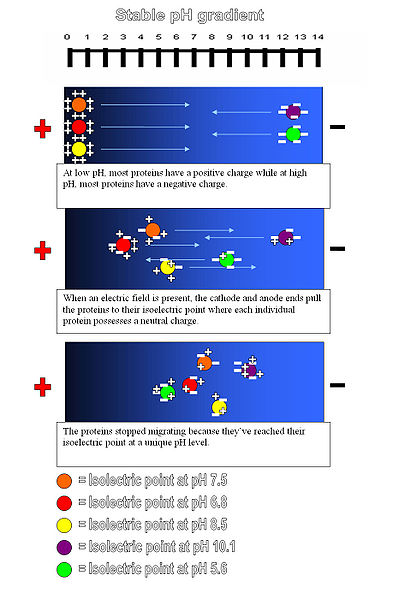 The pI of a protein is simply the pH at which it is neutral. Once all the proteins have ceased to migrate, they are now separated by charge.