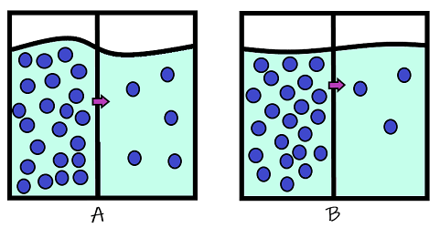 Beaker A has 22 molecules on one side of the membrane and 5 molecules on the other side. Beaker B has 22 molecules one one side of the membrane and 3 on the other side.