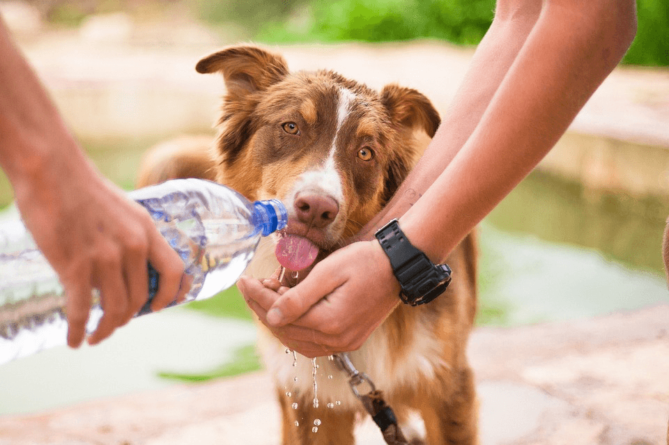 Dog drinking water from hands.