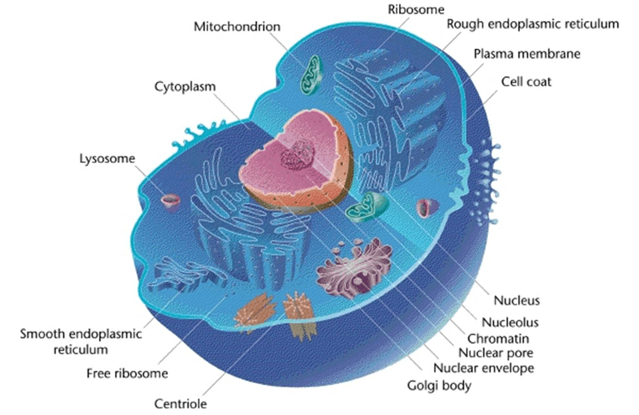 This is a eukaryotic cell