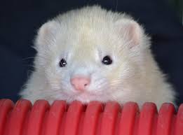 A white weasel peering over a play tunnel.