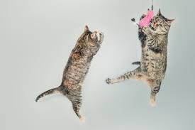 Two cats kung-fu fighting.