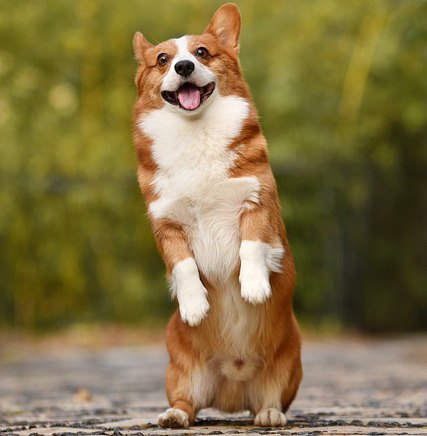 Corgi