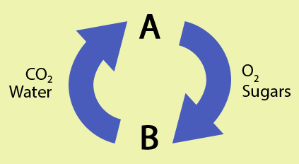 A bioenergetic cycle. A produces oxygen and sugars to. B uses these to produce water and carbon dioxide for A.