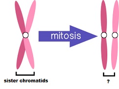 A chromosome consisting of 2 sister chromatids is separated during anaphase of mitosis, forming 2 structures.