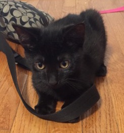 A black kitten.