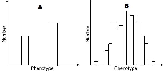 A shows a graph with 2 phenotypes. B shows a graph with many different phenotypes.