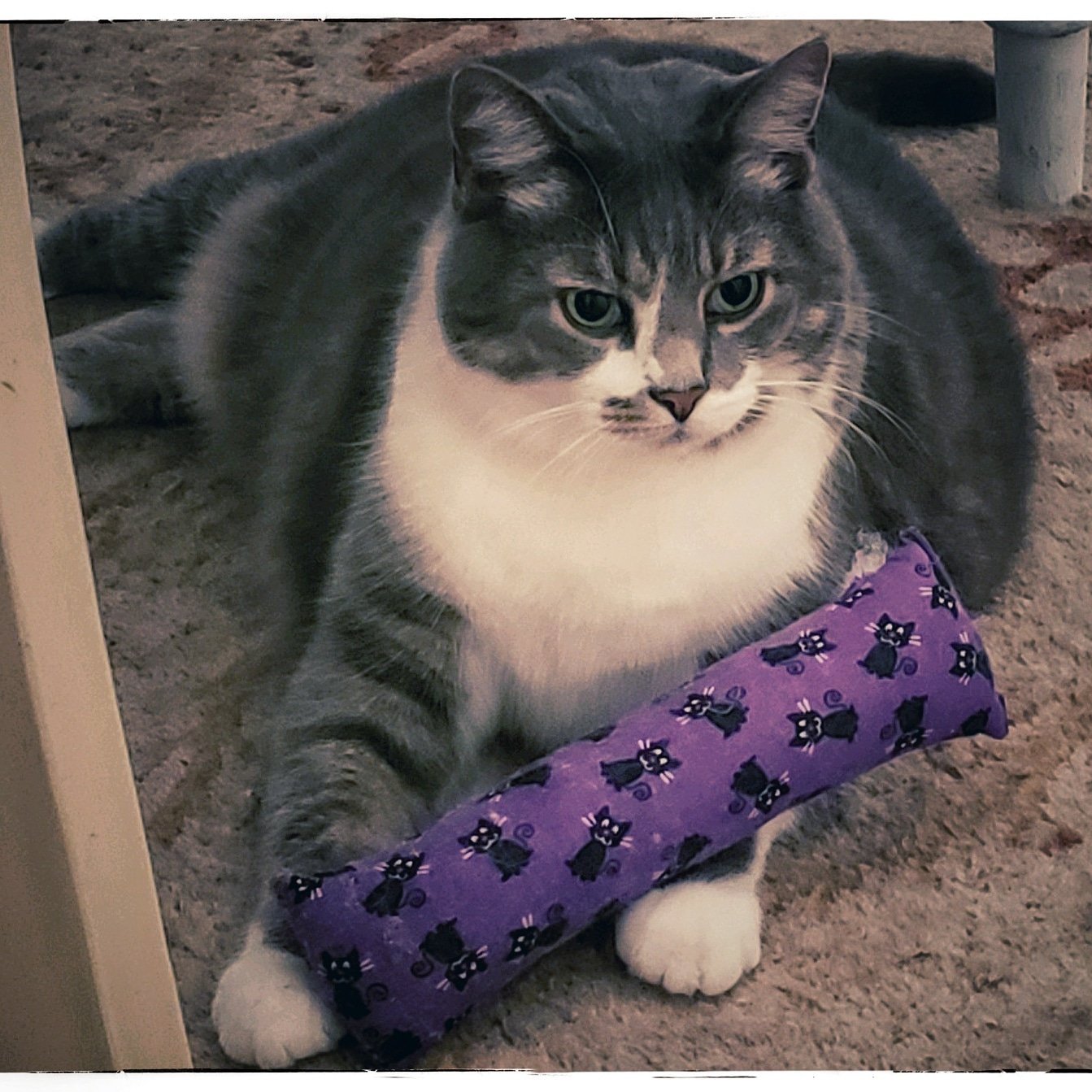 A picture of Thoreau the cat with his catnip toy
