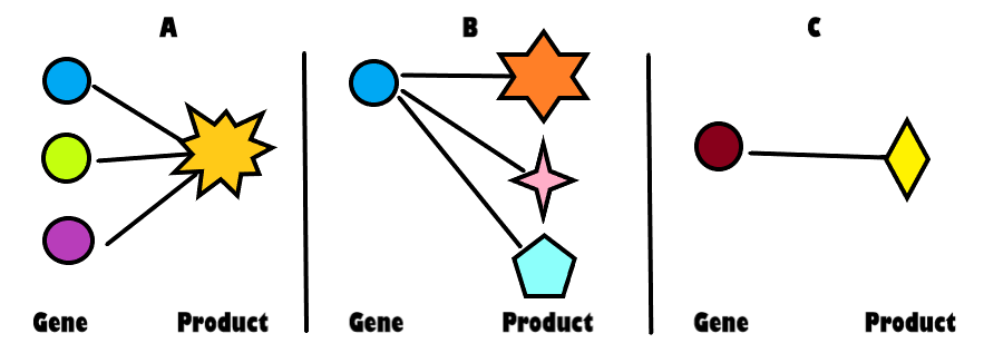 Option A has 3 genes linked to one product. Option B has 1 gene linked to 3 product. Option C has 1 gene linked to 1 product.