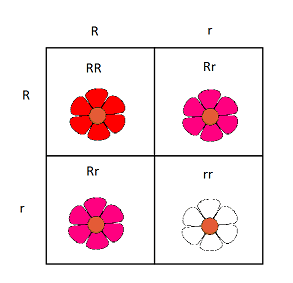 This is a Punnett square showing a cross between two heterozygous flowers. The offspring are: 1 red flower, 2 pink flowers, and 1 white flower.