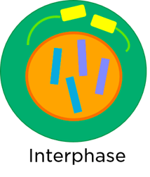 Interphase