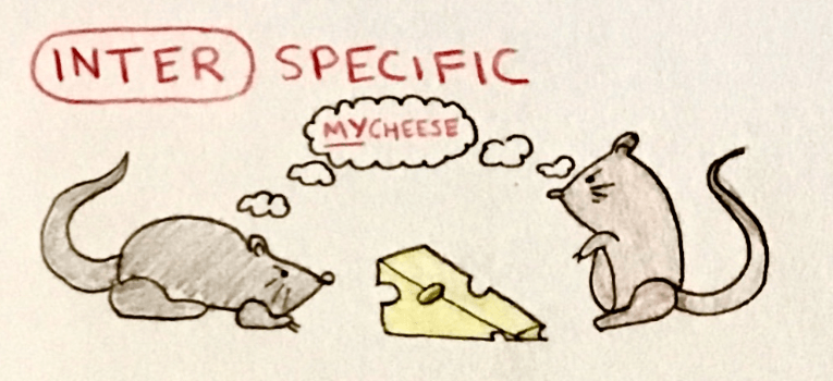 In this example of interspecific competition, a gray mouse and a brown mouse fight over the same piece of cheese.