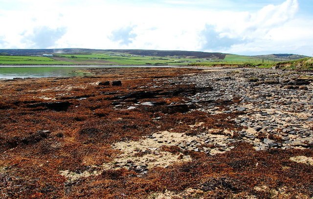 The intertidal zone. It looks like wet mud.