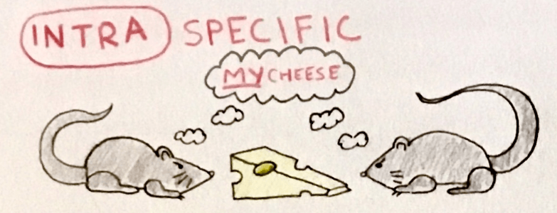 In this example of intraspecific competition, two gray mice fight over the same piece of cheese.
