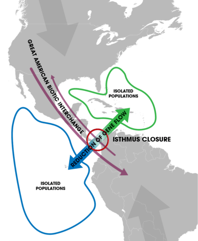Two populations of shrimp are geographically isolated. They become separate species.