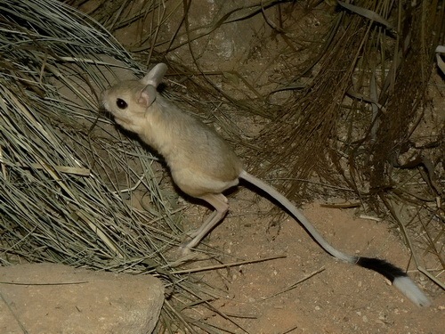 A picture of a jerboa