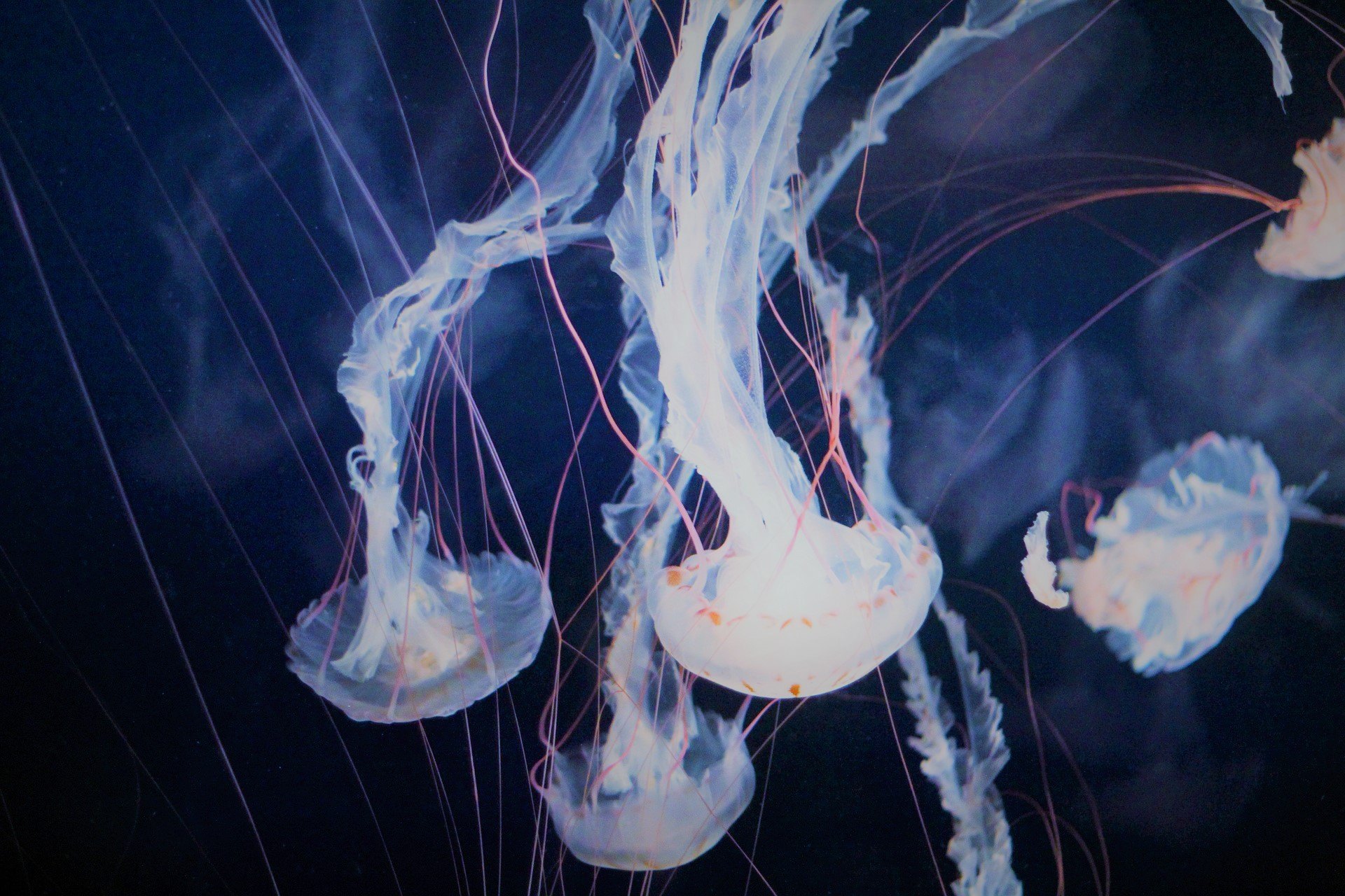 This is an image of a group of Jellyfish.