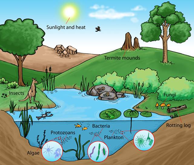 A pond ecosystem.