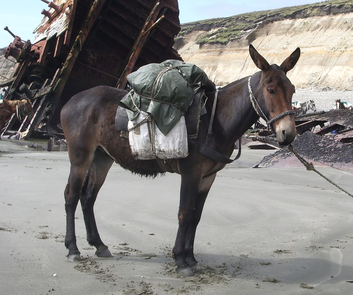 A donkey carrying a load of equipment