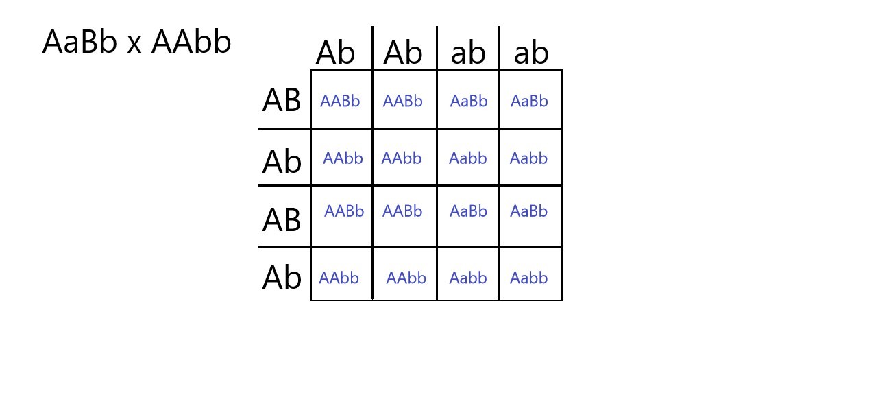 This is a Punnett square of a dihybrid cross for the genes A and B. One parent has the genotype capital A lowercase a capital B lowercase b, and the other parent has two uppercase A alleles and two lowercase a alleles.