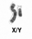 A picture of an X and Y chromosome.