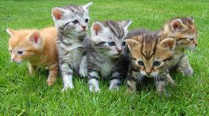Five cats sit on a field of grass. One is orange, two are white with black stripes, and two are brown with black stripes.