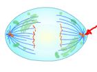 A twizzler-like structure called the centriole