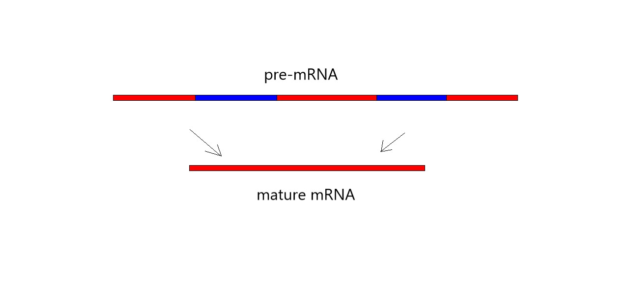 Pre-RNA is shown with every other segment blue and the others red. A down arrow is shown with mature RNA beneath it. The mature RNA is completely red.