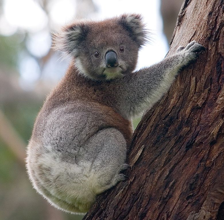 A koala in a tree