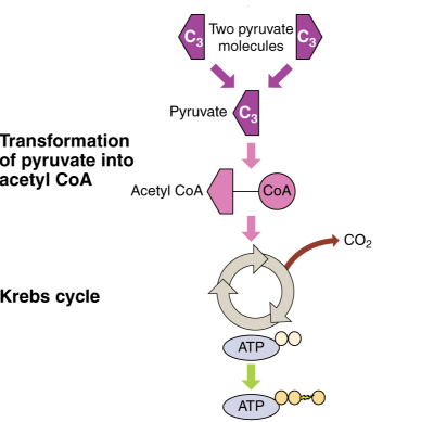 The Krebs cycle turns ADP into ATP once per cycle.