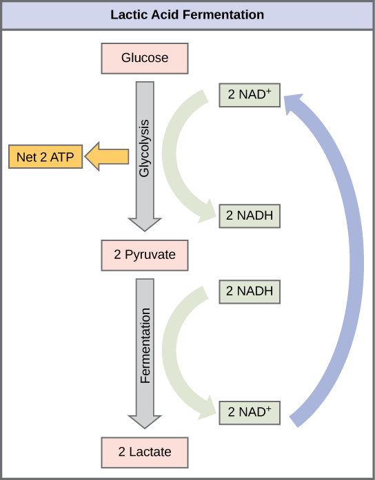 Diagram of lactic acid fermentation