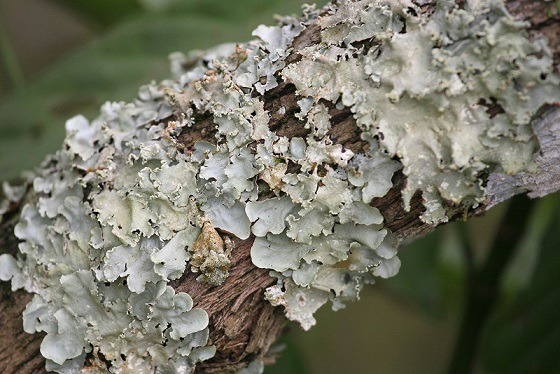 The image shows a gray and green lichen growing on a tree branch.