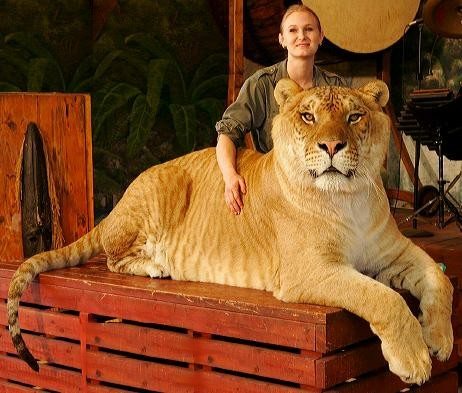 When a lion and a tiger mate, they produce an infertile liger offspring.