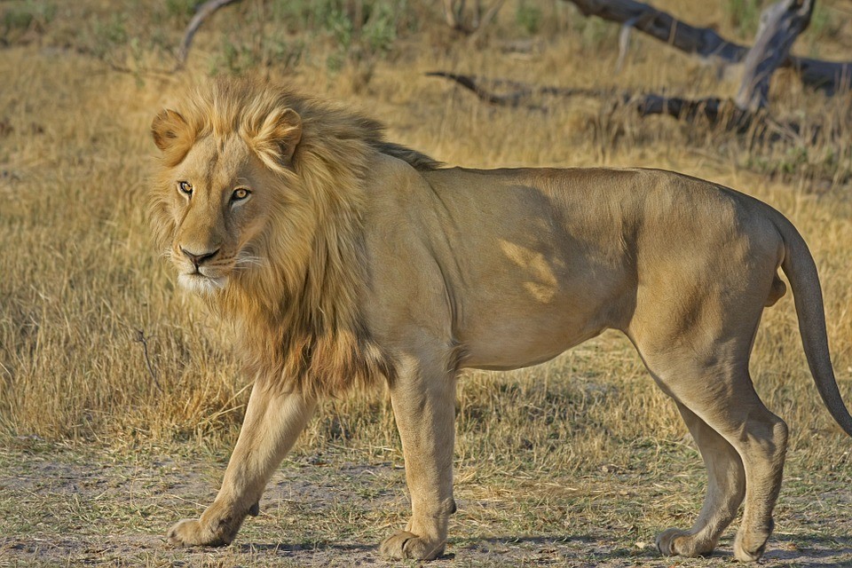Picture of a lion