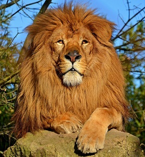 A majestic lion.