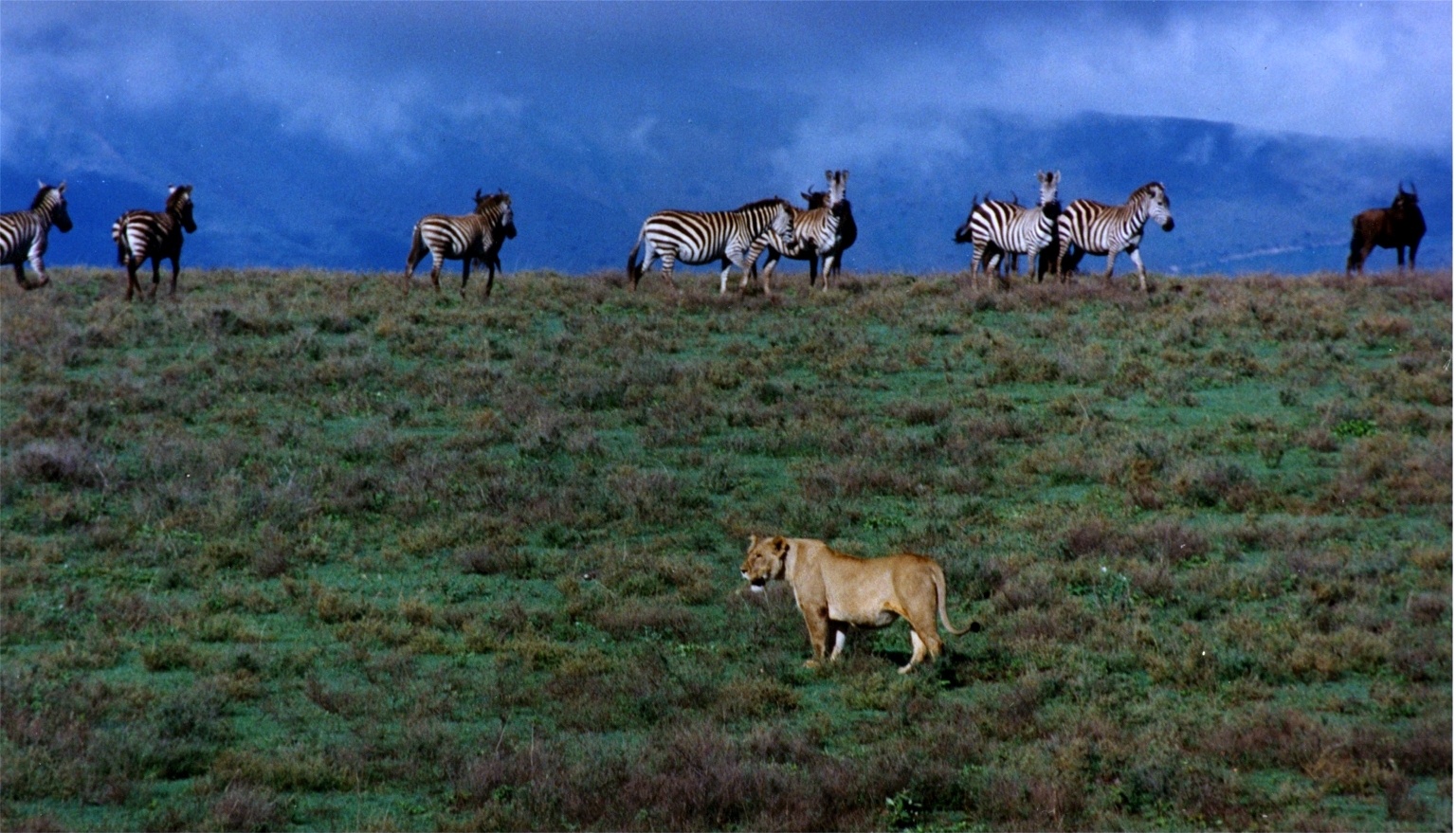 A lion observing some zebra.
