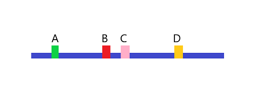 A strand of DNA with genes A, B, C, and D from left to right.