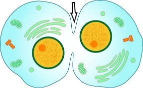 A cell during cytokinesis. There is an arrow pointing to the seam connecting two cells.