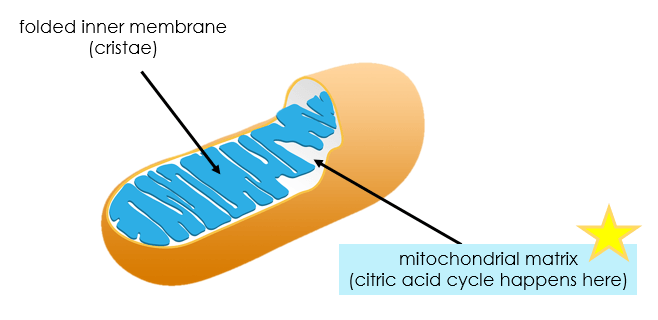 A mitochondrion is shown. Inside is a folded inner membrane called cristae. The citric acid cycle happens in the mitochondrial matrix.