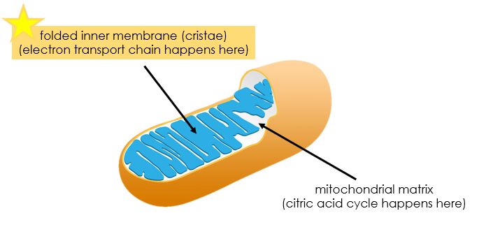 The electron transport chain happens in the folded inner membrane of the mitochondria. This area is also called cristae.
