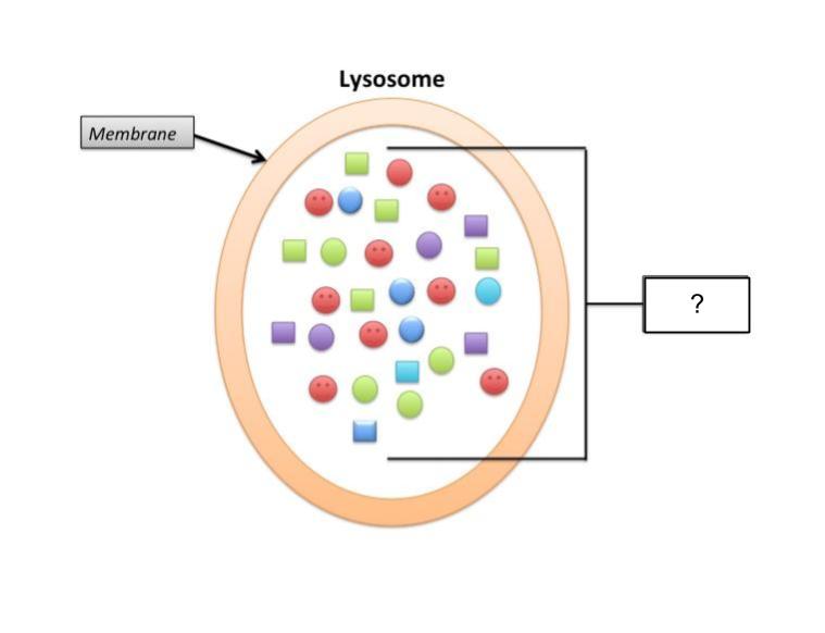 Diagram of a lysosome with unlabeled colored shapes inside of the lysosome.