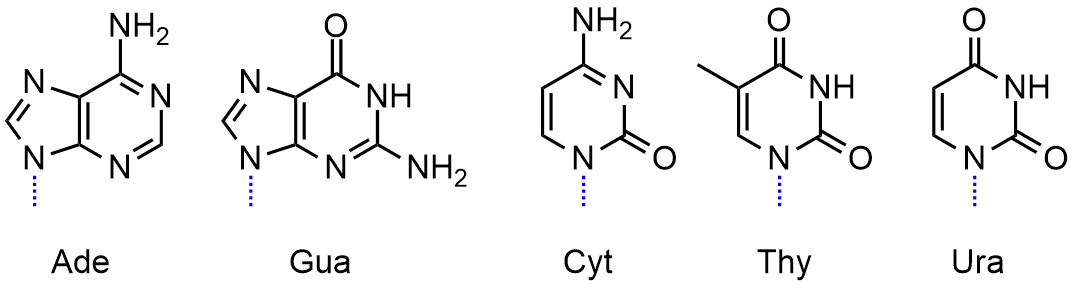 The five common nucleobases. Adenine, a 5-membered ring conjoined to a 6-membered ring with a primary amine attached to the 6 membered ring. Guaninea, a 5-membered ring conjoined to a 6-membered ring with a primary amine, and ketone attached to the 6 membered ring, and a secondary amine within the ring. Cytosine, a 6 membered ring with a primary amine and ketone in para positions across a nitrogen. Thymine, a 6-membered ring with 2 ketones in para positions across a secondary amine. Uracil, a 6-membered ring, ring with 2 ketones in para positions across a secondary amine.