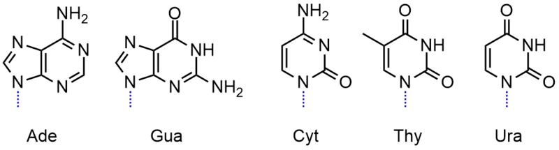 The 5 nitrogenous bases used in DNA and RNA