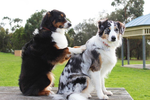 Two dogs hanging out.