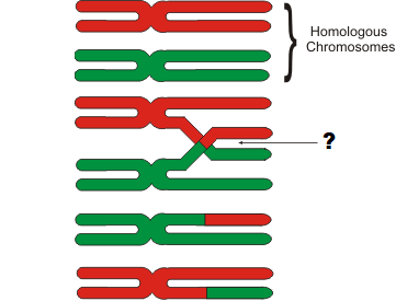Two homologous chromosomes cross over (labeled with an arrow) and swap genetic information.