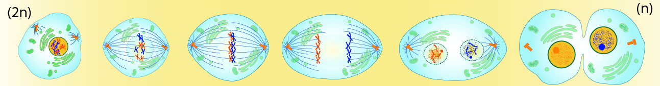 The cell starts at 2N and ends at 1N. You may also notice that we start with pairs of homologous chromosomes.