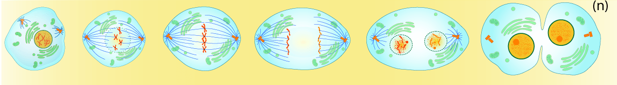 Sister chromatids are separated. 